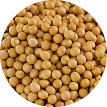 Soybean