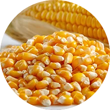 Corn/Maize