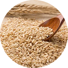 Wheat