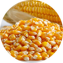 Corn/Maize