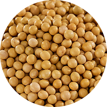 Soybean