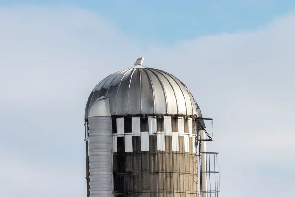 Bucket Elevator Selection for Grain and Bulk Material Handling