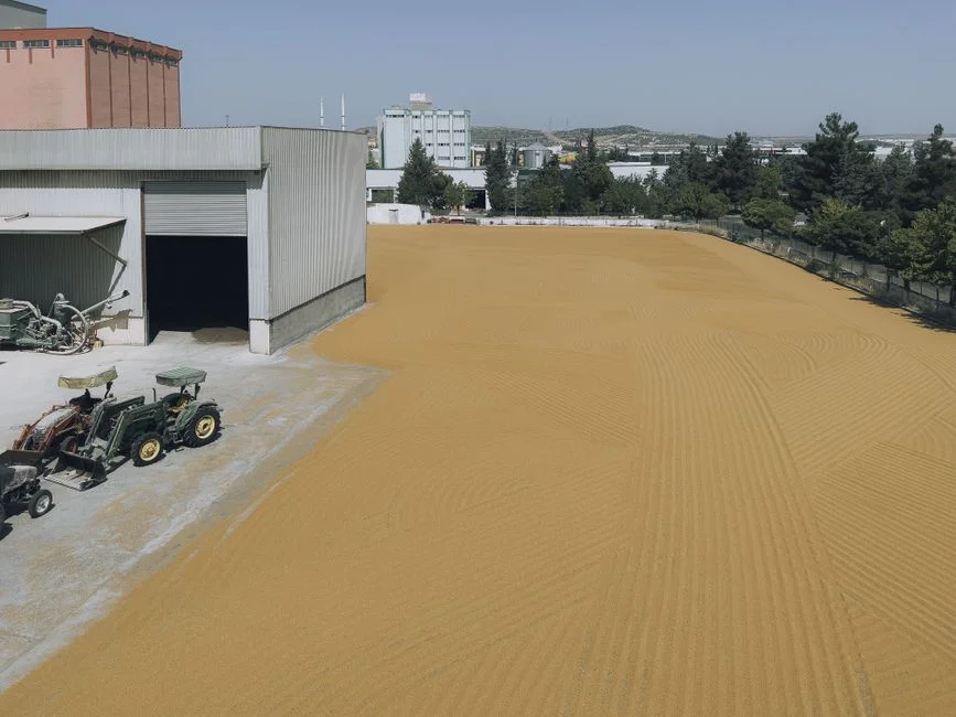 Understanding Grain Moisture Content and Its Impact on Storage Safety